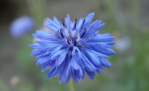 Purchase Without Account – the easy way